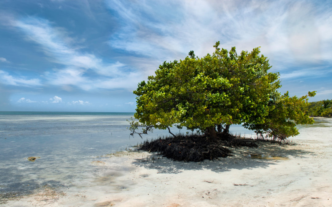 Isla Morada (Key West, USA)