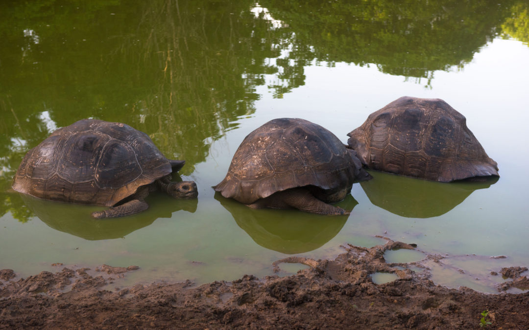 Isla Santa Cruz (Islas Galápagos)